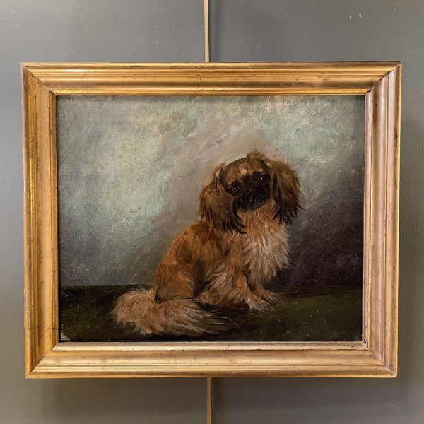 Le Pékinois, portrait de chien