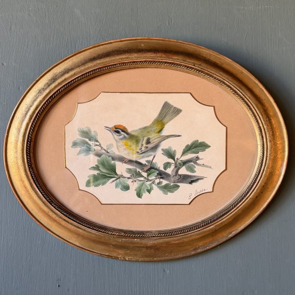 Roitelet de Madère de Pancrace Bessa, Aquarelle d'oiseau XIXème